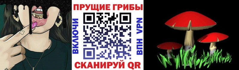 МЕГА ONION  Новоалтайск  Галлюциногенные грибы Psilocybine cubensis 